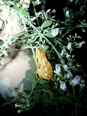 Chamaeleo chamaeleon
