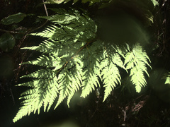 Loxsoma cunninghamii