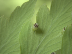 Loxsoma cunninghamii