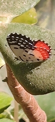 Talicada nyseus nyseus