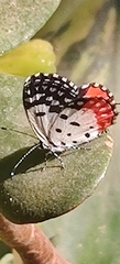 Talicada nyseus nyseus