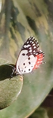 Talicada nyseus nyseus