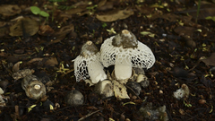 Phallus atrovolvatus