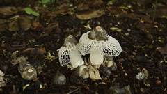 Phallus atrovolvatus