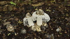 Phallus atrovolvatus