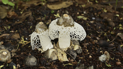 Phallus atrovolvatus
