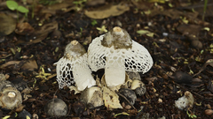 Phallus atrovolvatus