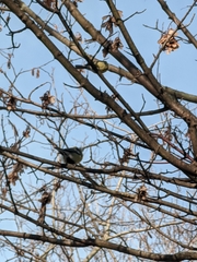 Parus major