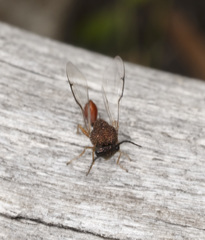 Eucharitidae