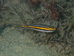 Pentapodus paradiseus