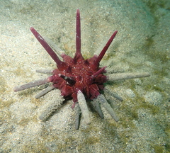 Phyllacanthus