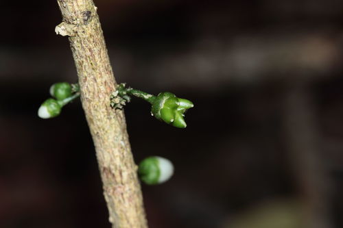 Melicope cornuta observed 2010-02-23