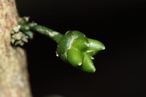 Melicope cornuta