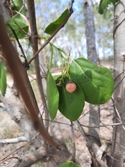Cordia dichotoma