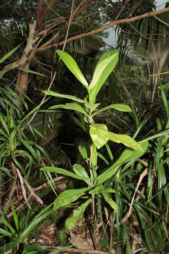 Melicope cornuta observed 2013-06-05