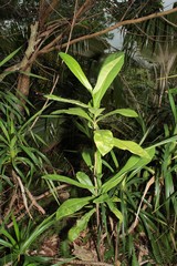 Melicope cornuta