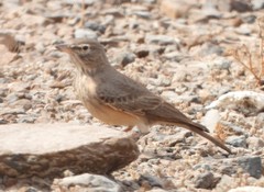 Desert Lark photo 4
