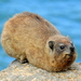 Cape Rock Hyrax - Photo (c) Colin Ralston, some rights reserved (CC BY-NC), uploaded by Colin Ralston