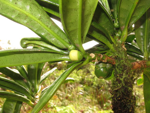 Melicope spathulata