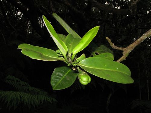Melicope spathulata