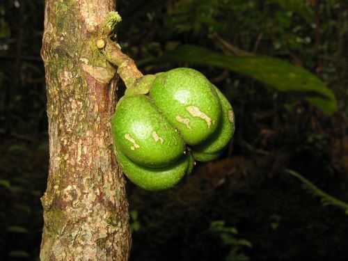 Melicope spathulata