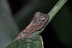 Draco maculatus