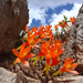 Clinanthus humilis - Photo ללא זכויות יוצרים, הועלה על ידי Jean-Paul Boerekamps