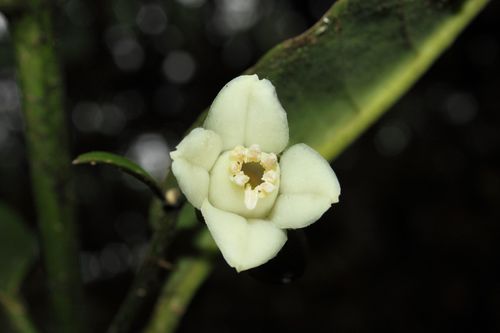 Melicope spathulata