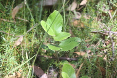 Olearia grandiflora