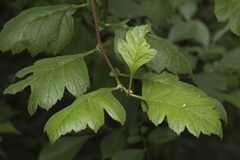 Crataegus maximowiczii