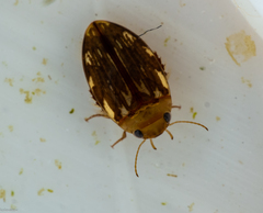 Laccophilus hyalinus