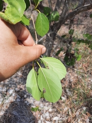 Cordia dichotoma