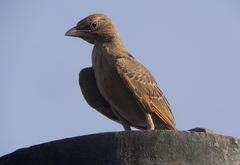 Ammomanes phoenicura