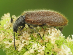 Lagria grenieri