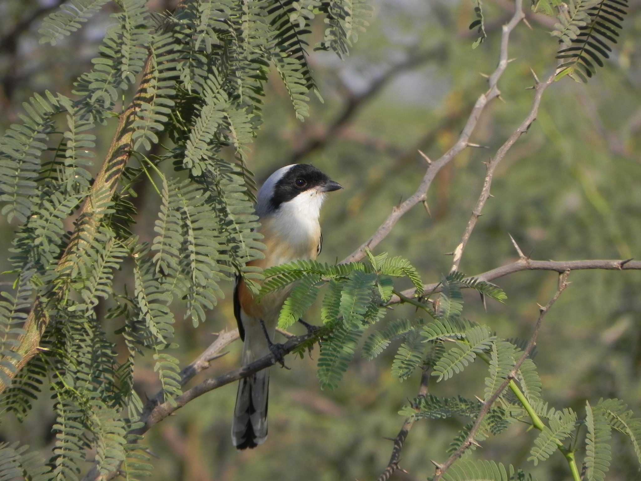 Bay-backed Shrike