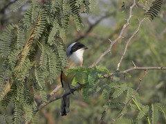 Lanius vittatus