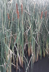Typha orientalis