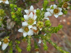 Diosma passerinoides