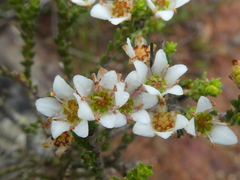 Diosma passerinoides