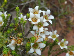 Diosma passerinoides