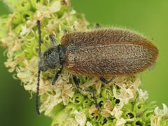 Lagria grenieri