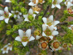 Diosma passerinoides