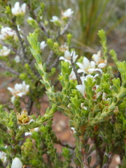 Diosma passerinoides