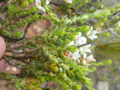 Diosma passerinoides