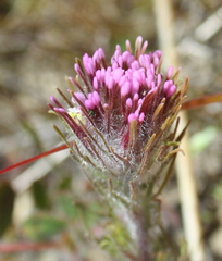 Castilleja exserta exserta