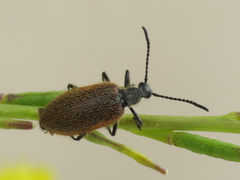 Lagria grenieri