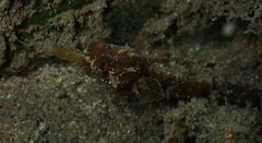 Festucalex cinctus