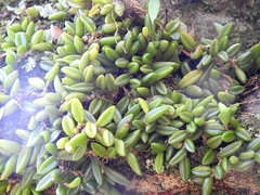 Bulbophyllum shepherdii