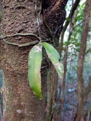 Sarcochilus parviflorus