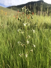 Habenaria schimperiana